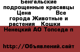 Бенгальские подрощенные красавцы. › Цена ­ 20 000 - Все города Животные и растения » Кошки   . Ненецкий АО,Топседа п.